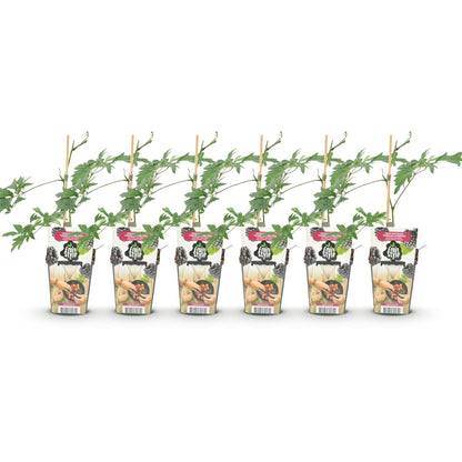 Groenblijvende Braam - Rubus Thornless Evergreen - Winterhard - 6 Planten - Forestbloom