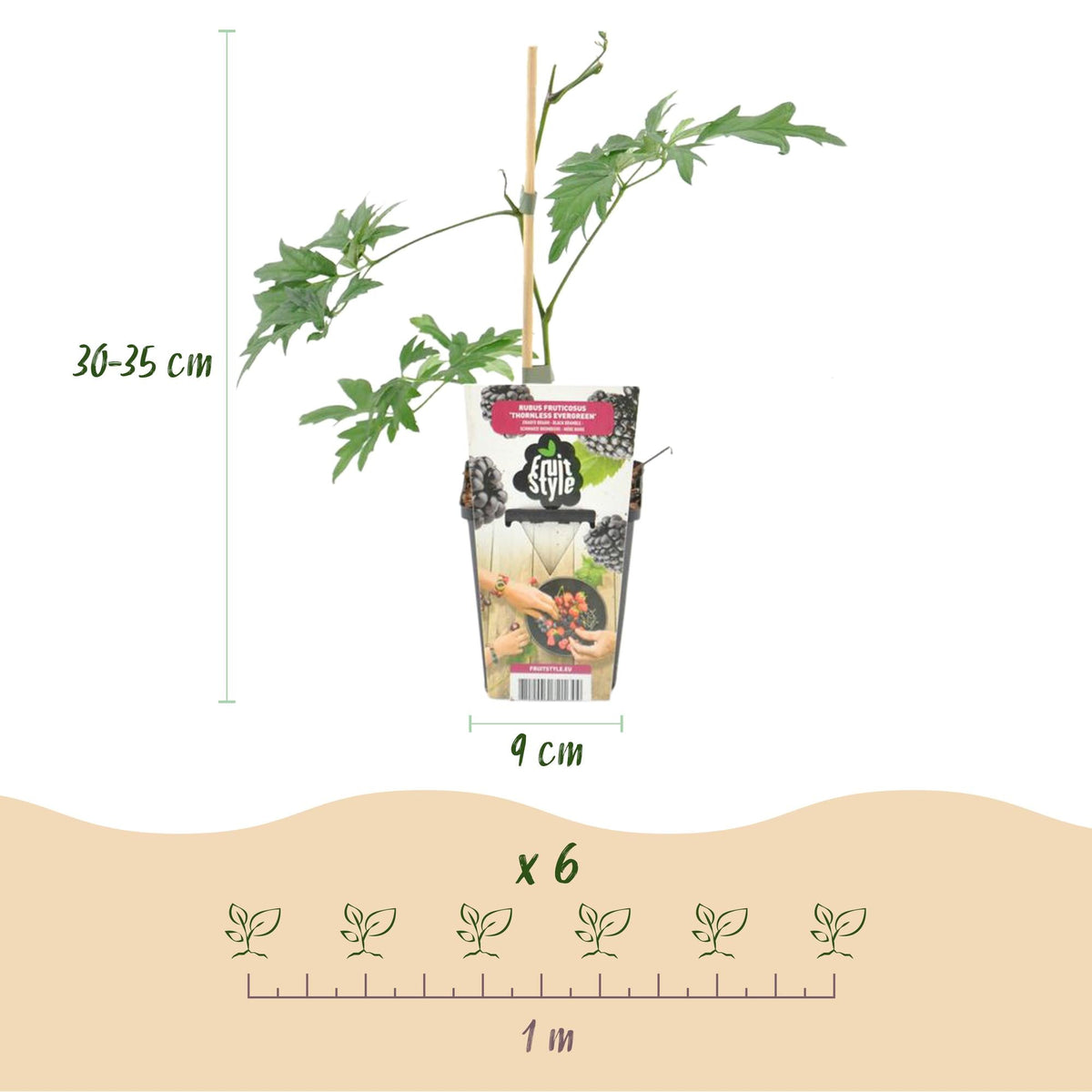 Groenblijvende Braam - Rubus Thornless Evergreen - Winterhard - 6 Planten - Forestbloom