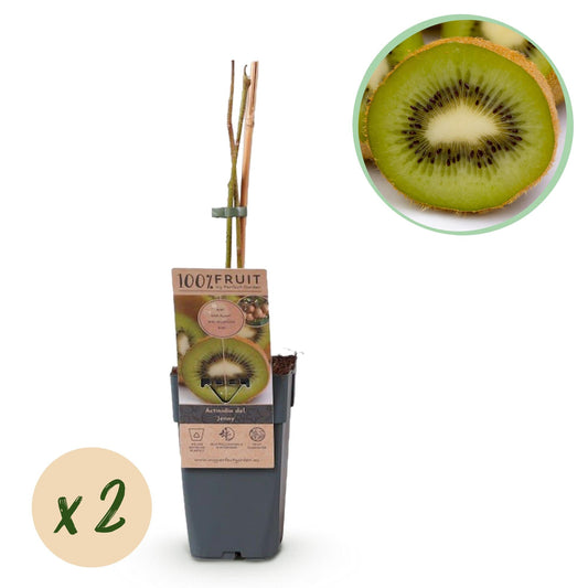 Groene Kiwi - Actinidia deliciosa Jenny - Groene Vrucht - 2 planten - Forestbloom