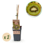 Groene Kiwi - Actinidia deliciosa Jenny - Groene Vrucht - 2 planten - Forestbloom