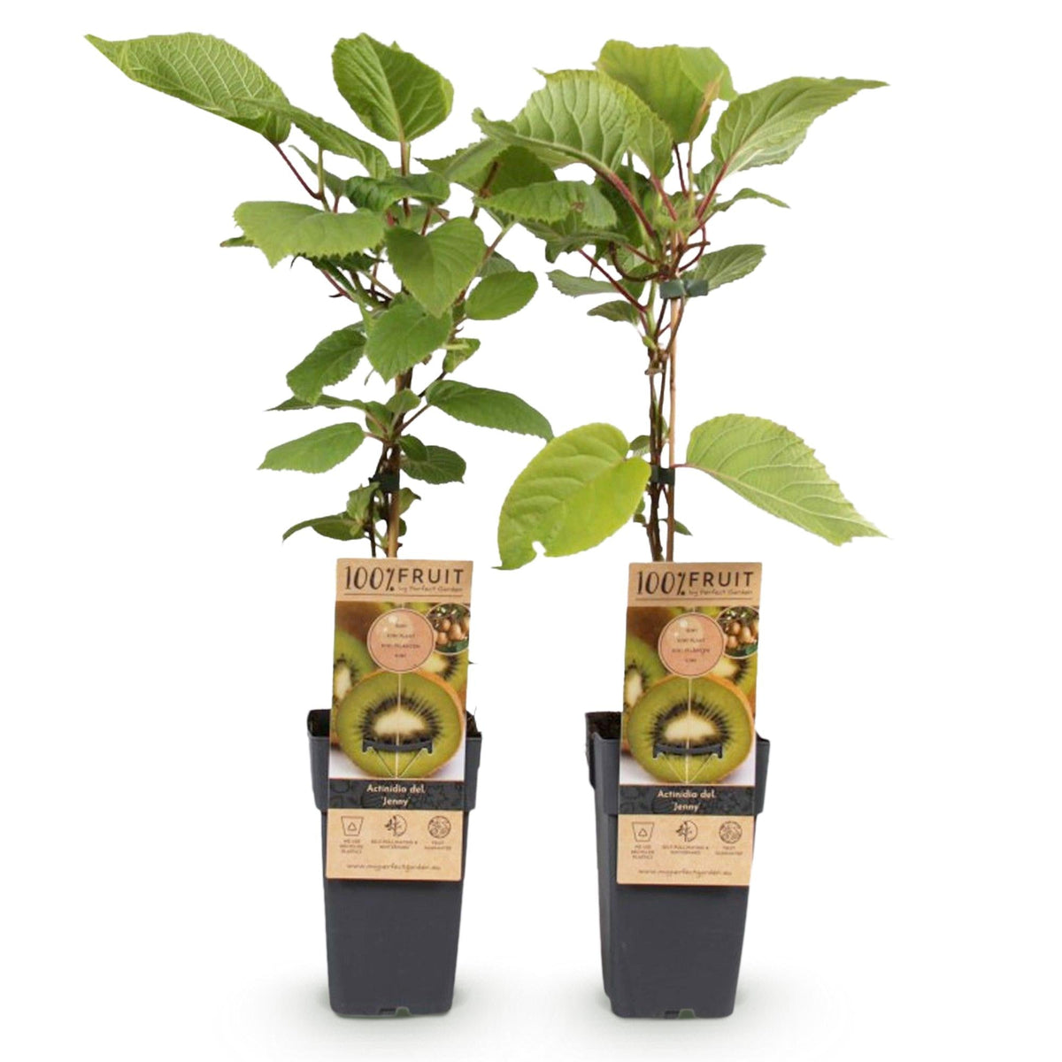 Groene Kiwi - Actinidia deliciosa Jenny - Groene Vrucht - 2 planten - Forestbloom