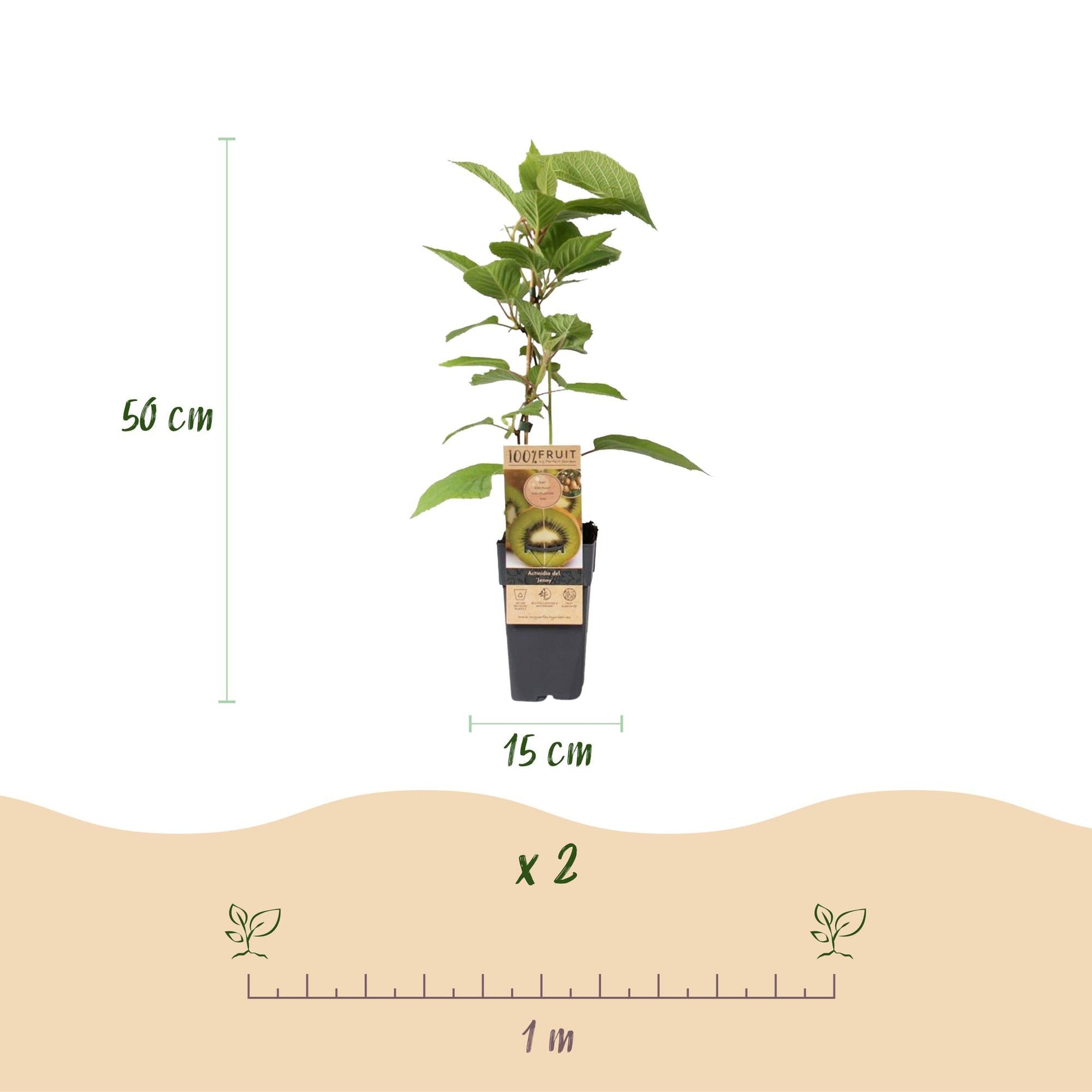 Groene Kiwi - Actinidia deliciosa Jenny - Groene Vrucht - 2 planten - Forestbloom
