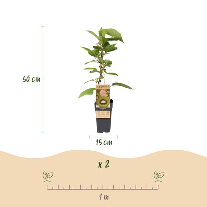 Groene Kiwi - Actinidia deliciosa Jenny - Groene Vrucht - 2 planten - Forestbloom