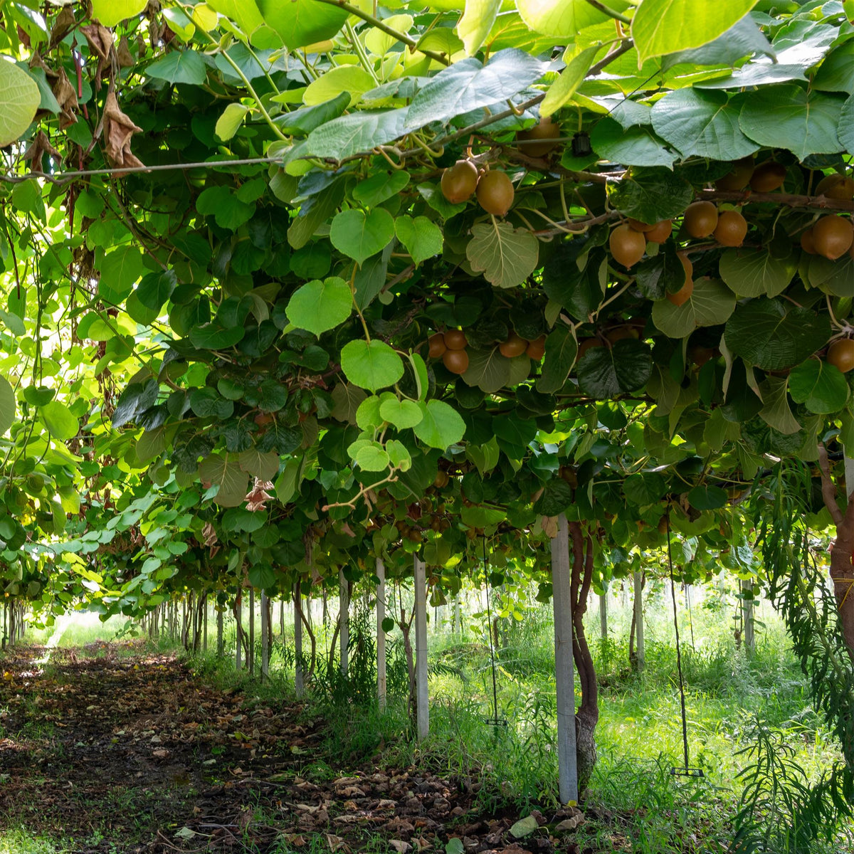 Groene Kiwi - Actinidia deliciosa Jenny - Groene Vrucht - 2 planten - Forestbloom