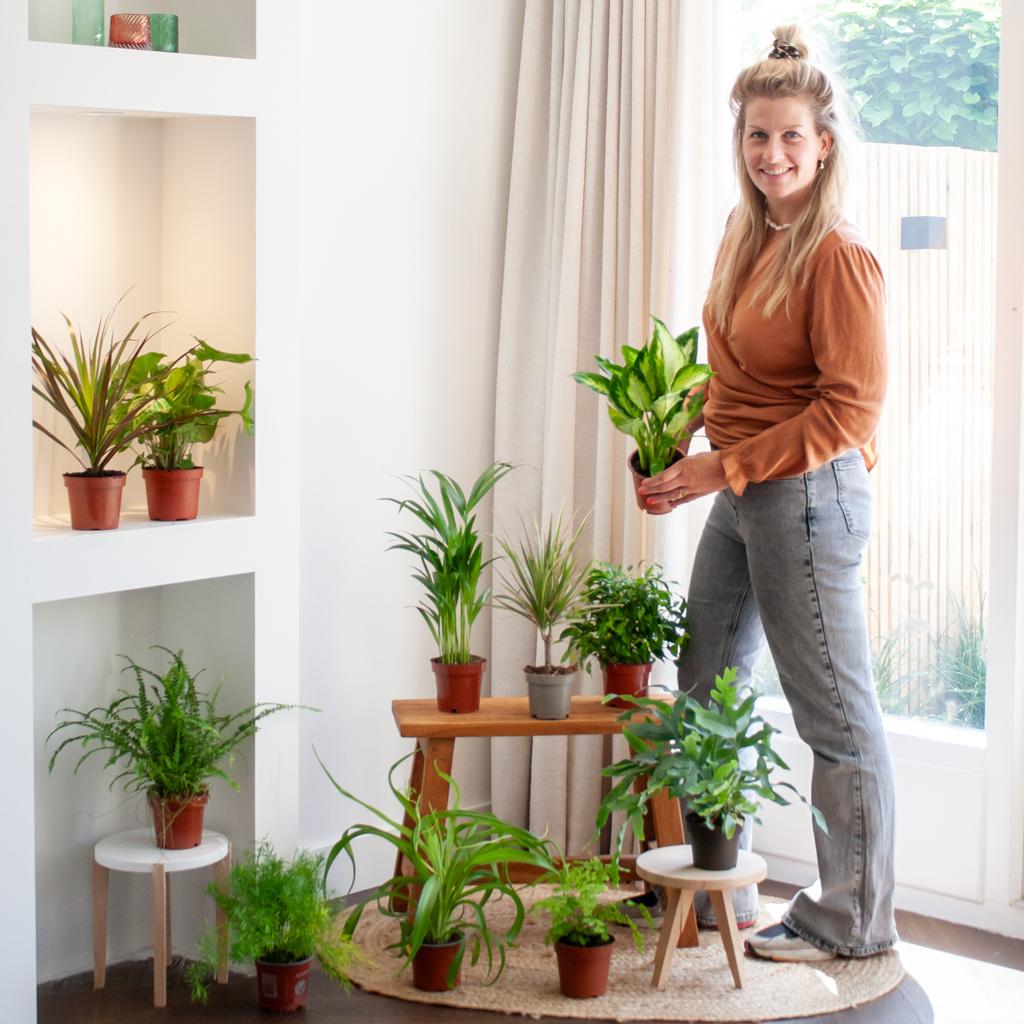 Groene Kneusjesbox (12 stuks) - Forestbloom