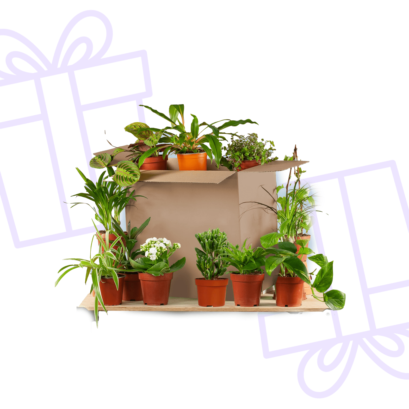 Groene Kneusjesbox (12 stuks) - Forestbloom