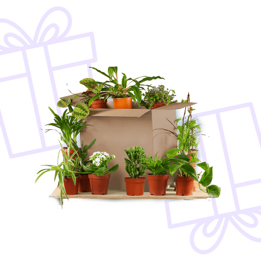 Groene Kneusjesbox (12 stuks) - Forestbloom