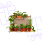 Groene Kneusjesbox (12 stuks) - Forestbloom