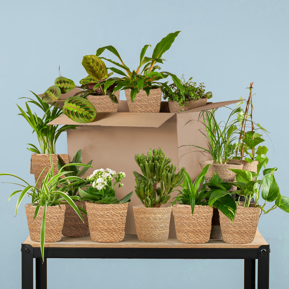 Groene Kneusjesbox (12 stuks) - incl. 12 x mand Sofia - Forestbloom