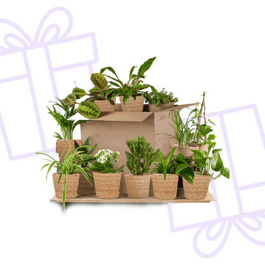 Groene Kneusjesbox (12 stuks) - incl. 12 x mand Sofia - Forestbloom