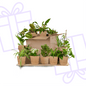 Groene Kneusjesbox (12 stuks) - incl. 12 x mand Sofia - Forestbloom