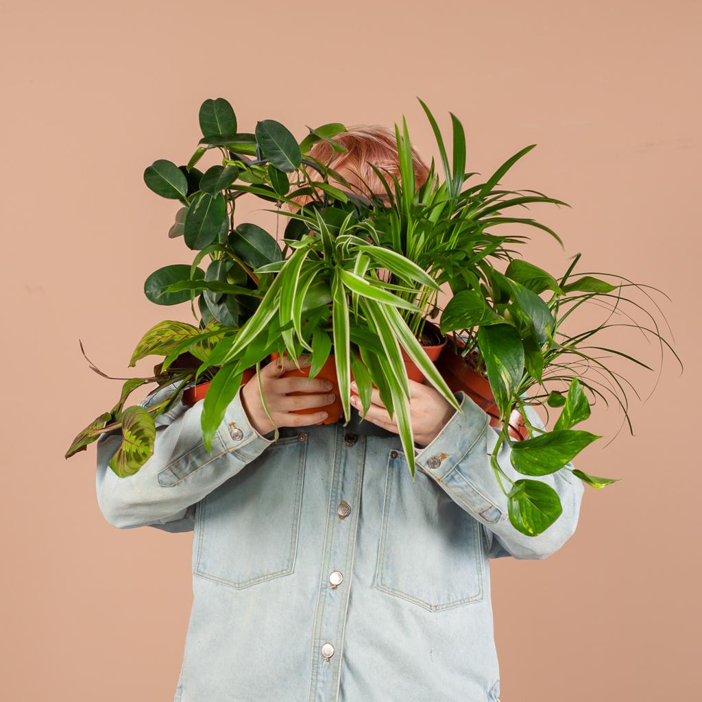Groene Kneusjesbox (12 stuks) - incl. 12 x pot Viber wit - Forestbloom