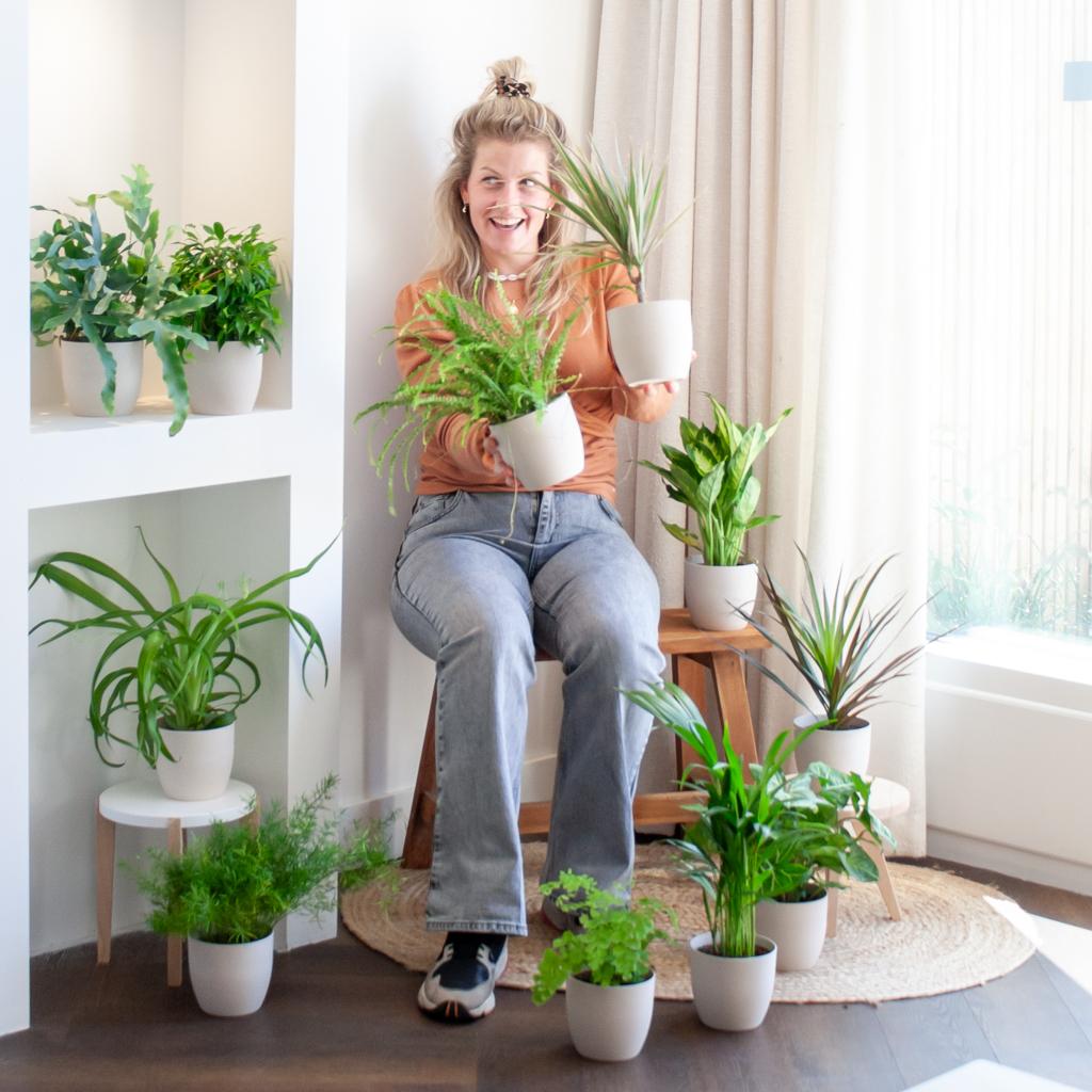 Groene Kneusjesbox (12 stuks) - incl. 12 x pot Viber wit - Forestbloom