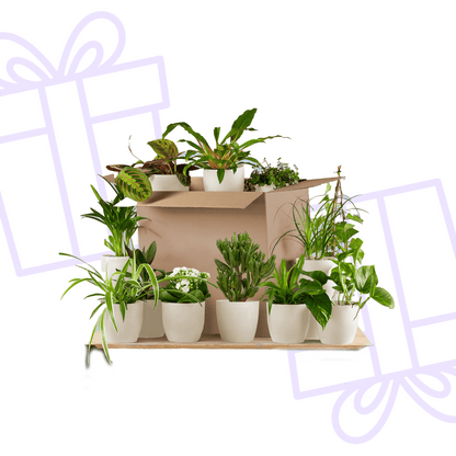 Groene Kneusjesbox (12 stuks) - incl. 12 x pot Viber wit - Forestbloom