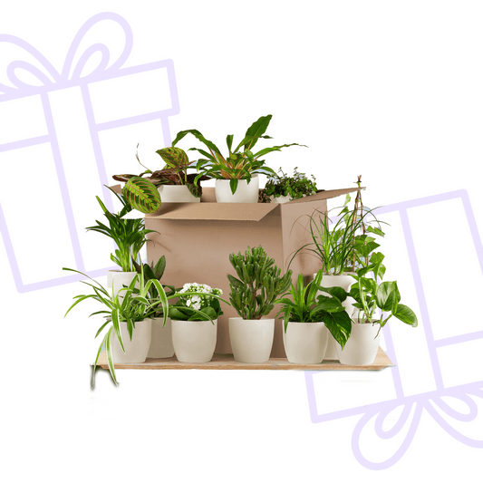 Groene Kneusjesbox (12 stuks) - incl. 12 x pot Viber wit - Forestbloom