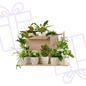 Groene Kneusjesbox (12 stuks) - incl. 12 x pot Viber wit - Forestbloom