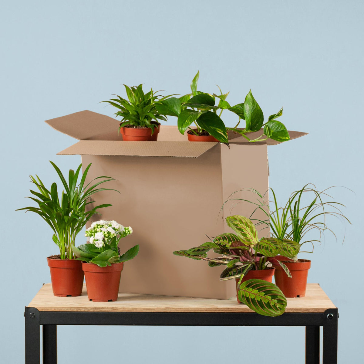 Groene Kneusjesbox (6 stuks) - Forestbloom