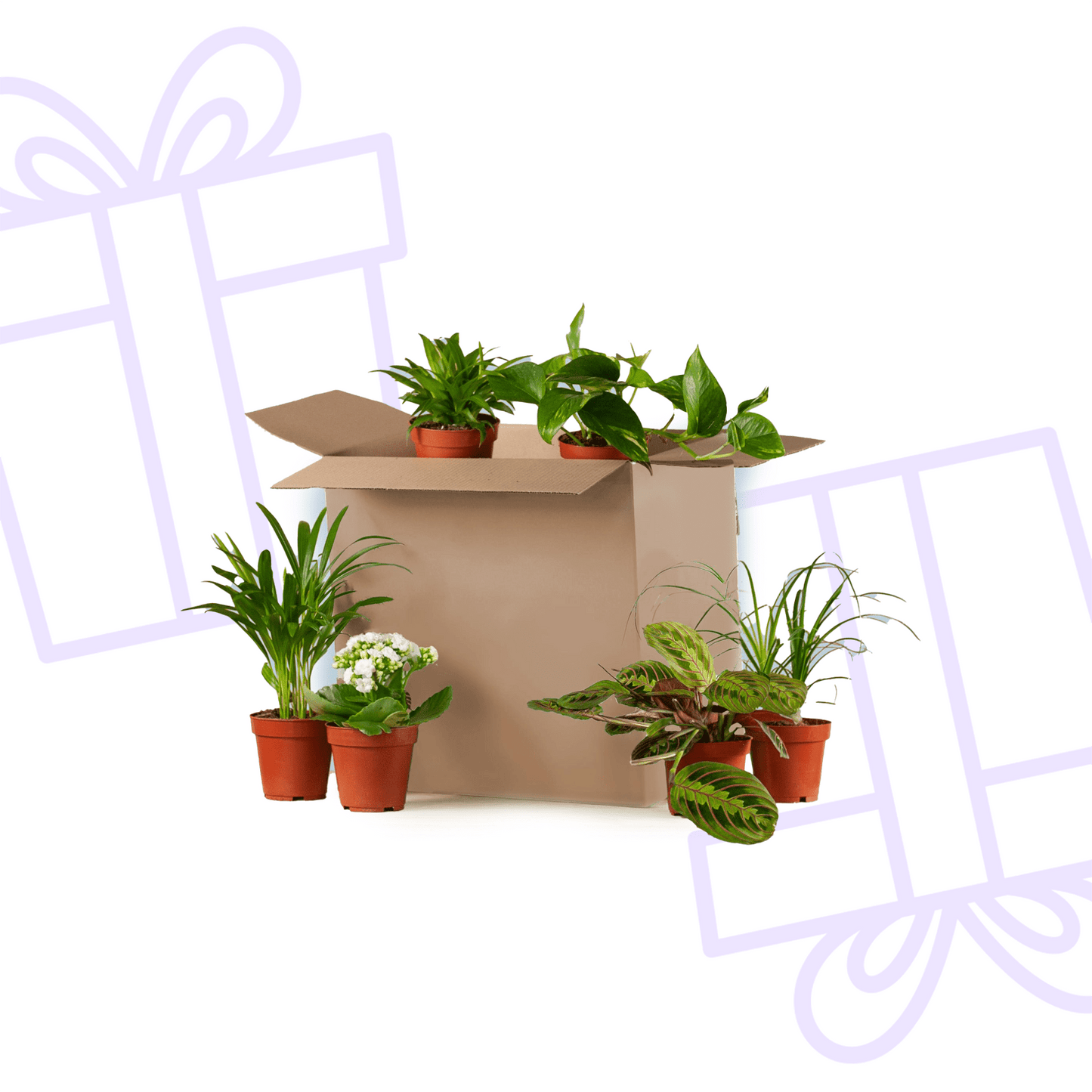 Groene Kneusjesbox (6 stuks) - Forestbloom