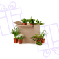 Groene Kneusjesbox (6 stuks) - Forestbloom