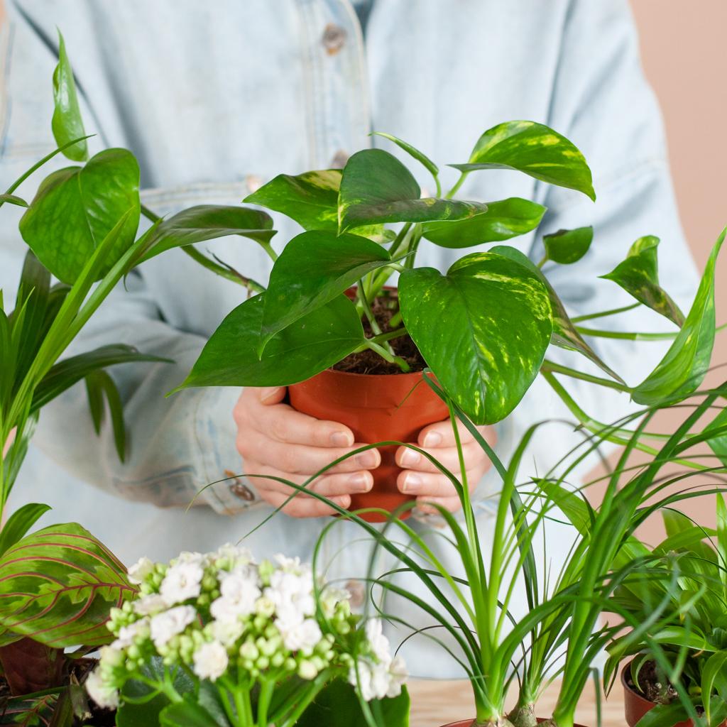 Groene Kneusjesbox (6 stuks) - Forestbloom