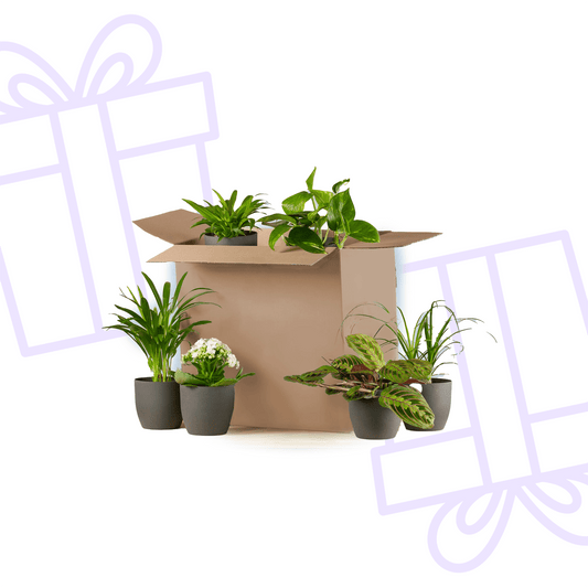 Groene Kneusjesbox (6 stuks) - incl. 6 x pot Viber zwart - Forestbloom