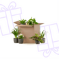 Groene Kneusjesbox (6 stuks) - incl. 6 x pot Viber zwart - Forestbloom