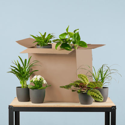 Groene Kneusjesbox (6 stuks) - incl. 6 x pot Viber zwart - Forestbloom