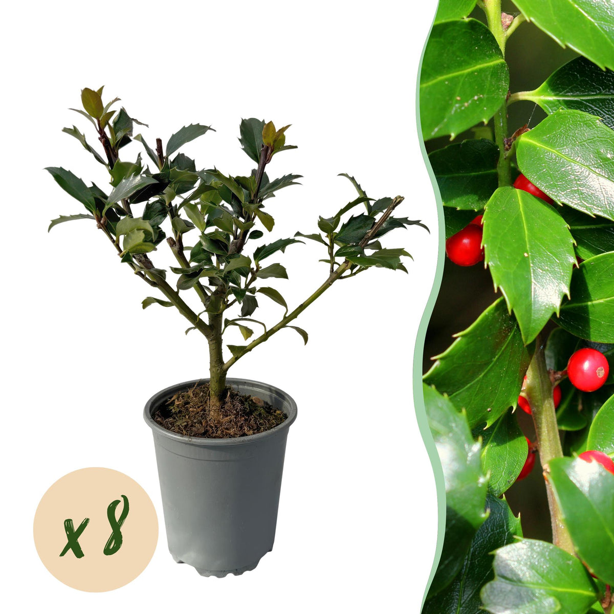 Haagplanten - Ilex Blue maid - 8 planten - 1 strekkende meter - Forestbloom