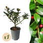 Haagplanten - Ilex Blue maid - 8 planten - 1 strekkende meter - Forestbloom