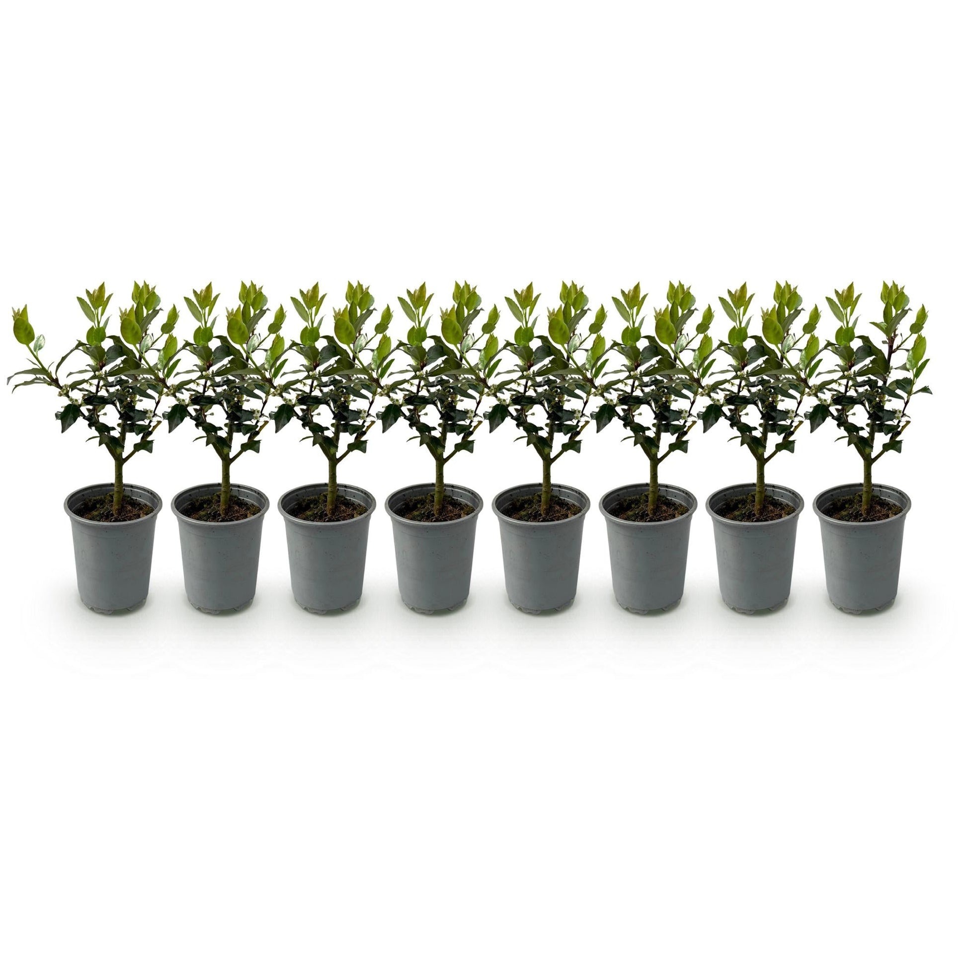 Haagplanten - Ilex Blue maid - 8 planten - 1 strekkende meter - Forestbloom