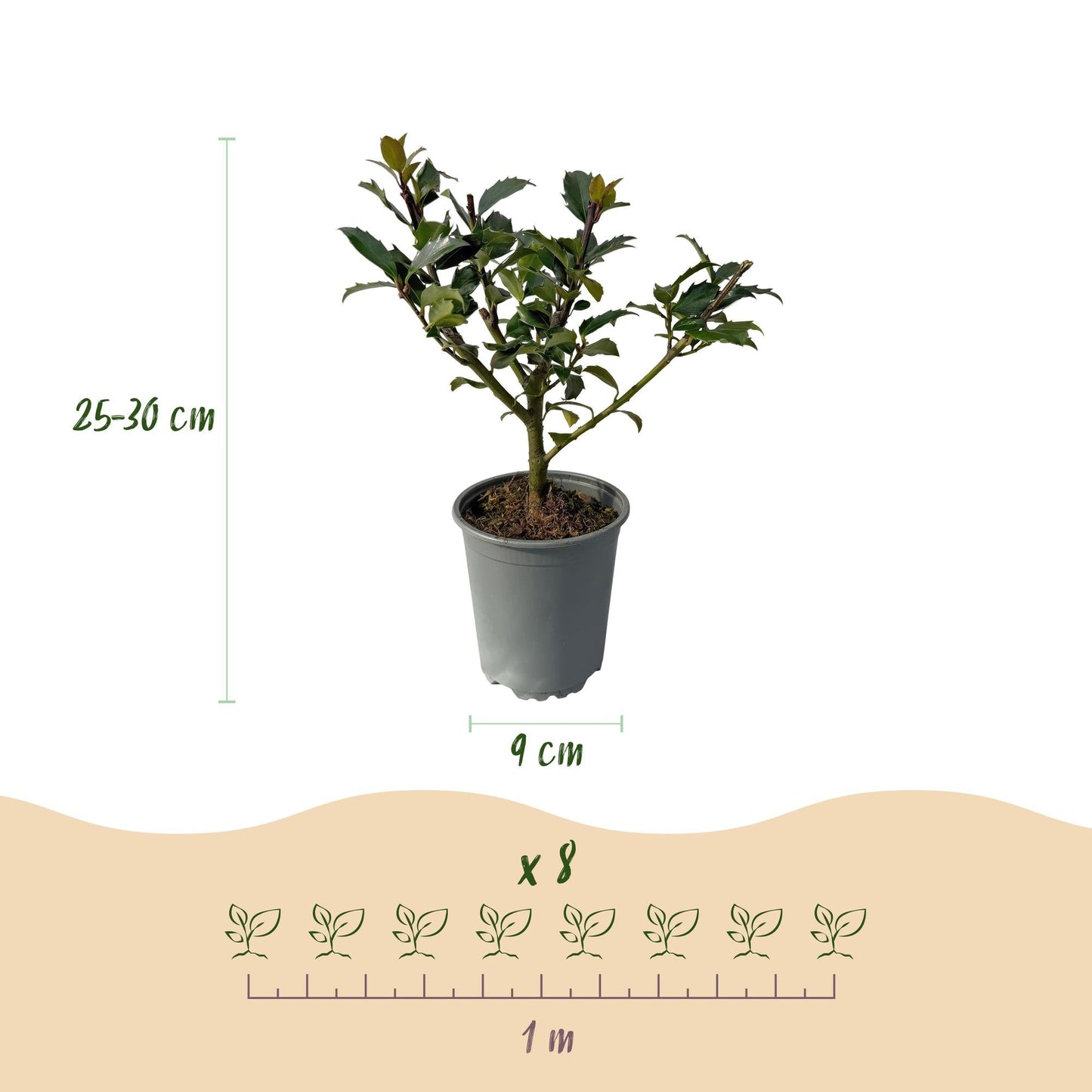 Haagplanten - Ilex Blue maid - 8 planten - 1 strekkende meter - Forestbloom