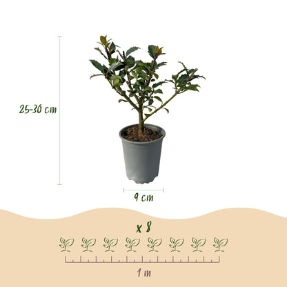 Haagplanten - Ilex Blue maid - 8 planten - 1 strekkende meter - Forestbloom