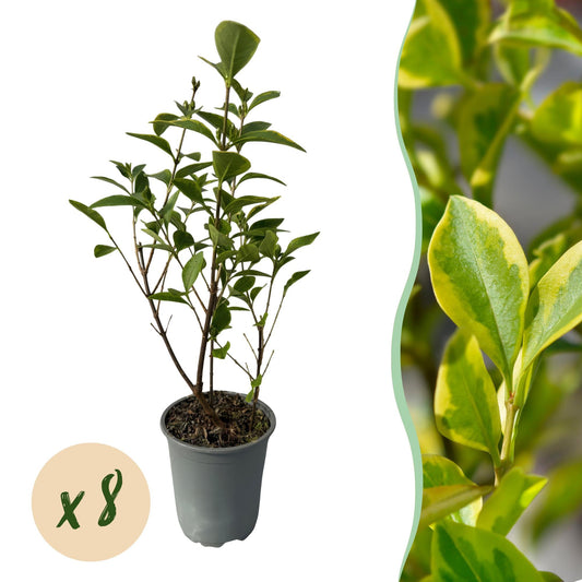 Haagplanten - Ligustrum ovalifolium Aureum - 8 planten - 1 strekkende meter - Forestbloom
