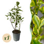 Haagplanten - Ligustrum ovalifolium Aureum - 8 planten - 1 strekkende meter - Forestbloom