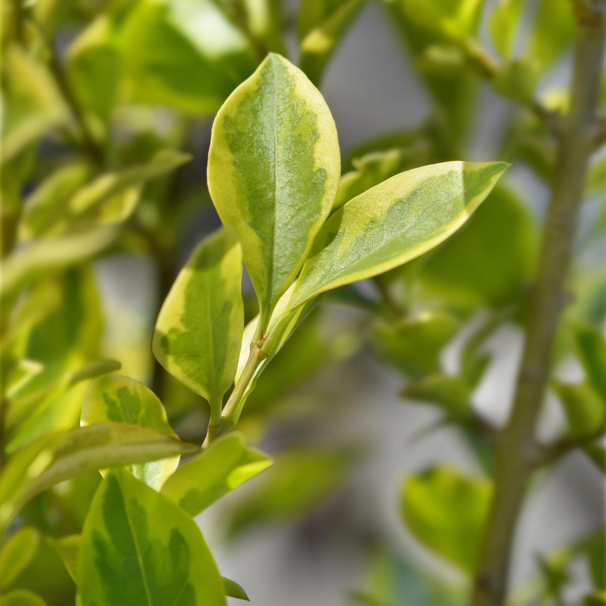 Haagplanten - Ligustrum ovalifolium Aureum - 8 planten - 1 strekkende meter - Forestbloom