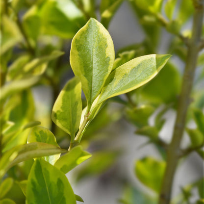 Haagplanten - Ligustrum ovalifolium Aureum - 8 planten - 1 strekkende meter - Forestbloom