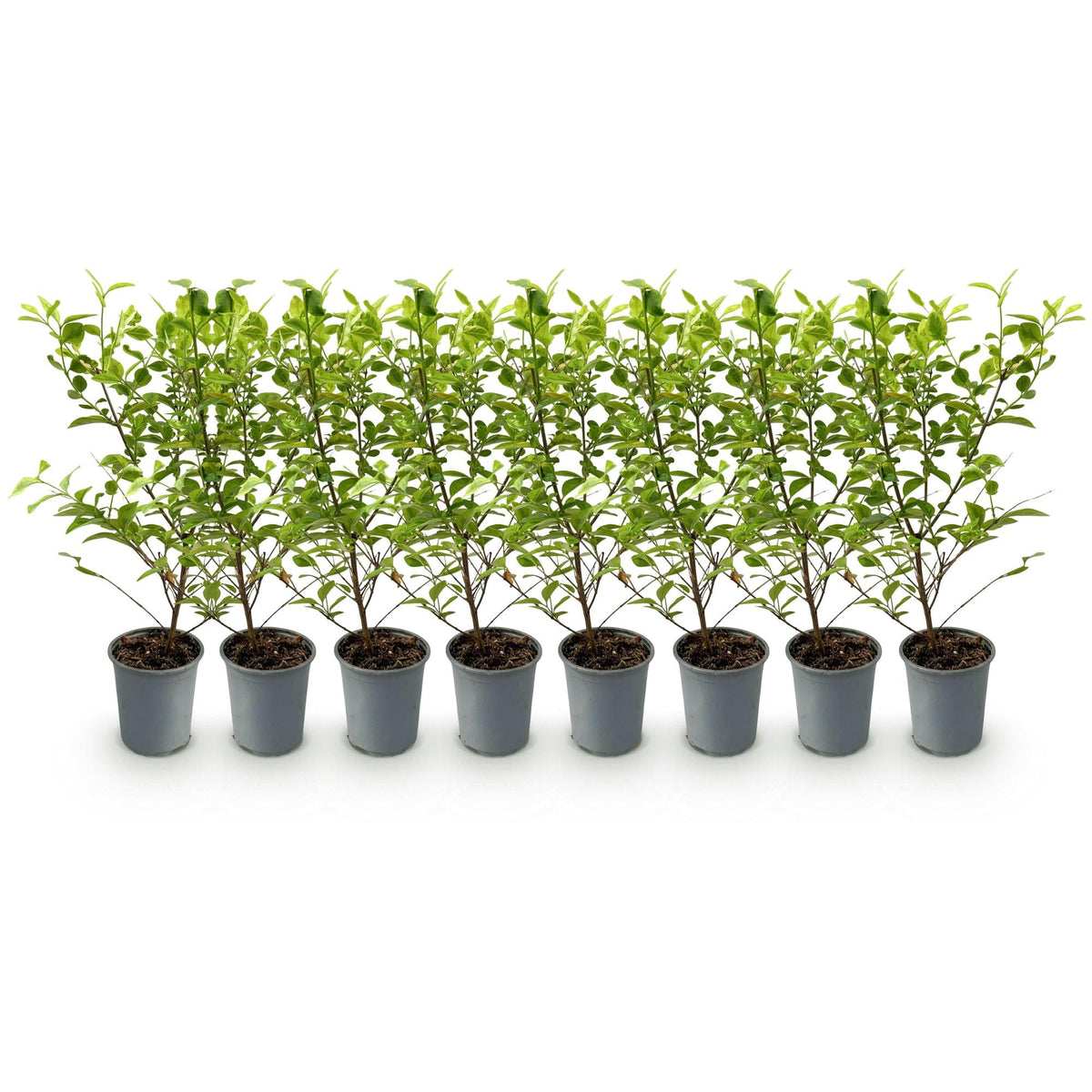 Haagplanten - Ligustrum ovalifolium Aureum - 8 planten - 1 strekkende meter - Forestbloom