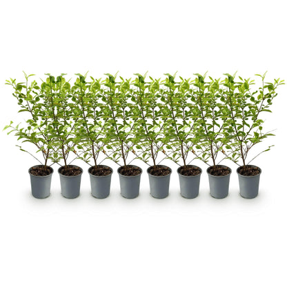 Haagplanten - Ligustrum ovalifolium Aureum - 8 planten - 1 strekkende meter - Forestbloom