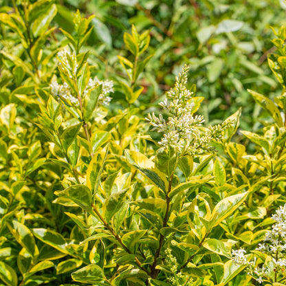 Haagplanten - Ligustrum ovalifolium Aureum - 8 planten - 1 strekkende meter - Forestbloom