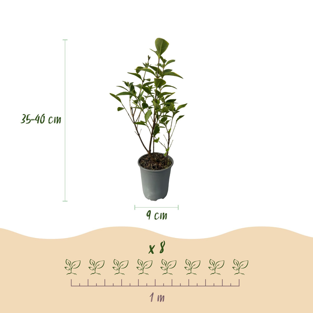 Haagplanten - Ligustrum ovalifolium Aureum - 8 planten - 1 strekkende meter - Forestbloom