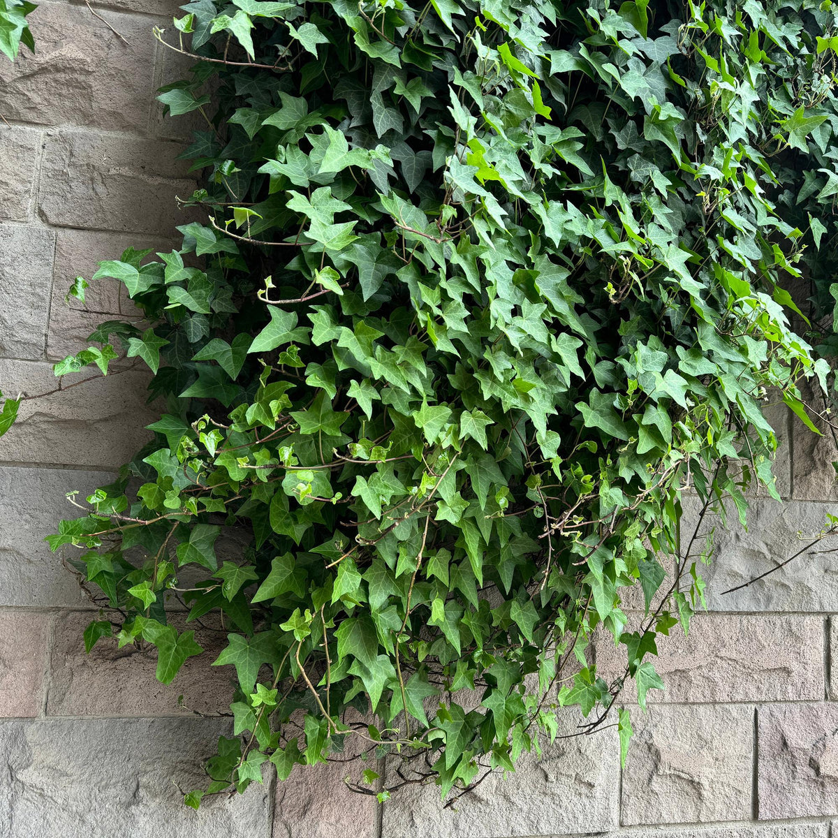 Hedera helix - 2 planten - Forestbloom
