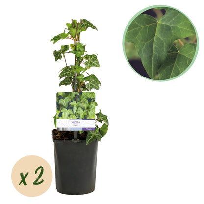 Hedera helix - 2 planten - Forestbloom