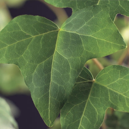 Hedera helix - 2 planten - Forestbloom