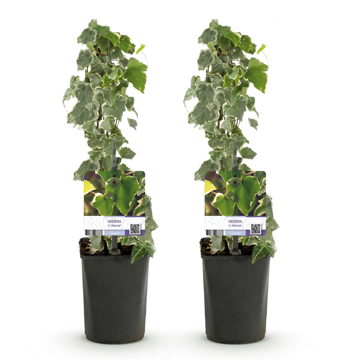 Hedera helix - 2 planten - Forestbloom