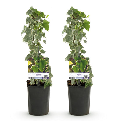 Hedera helix - 2 planten - Forestbloom