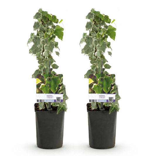 Hedera helix - 2 planten - Forestbloom