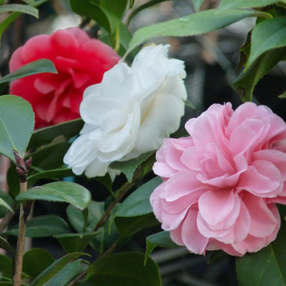 Heesters - Camelia japonica Tricolour - 3 Planten - Forestbloom