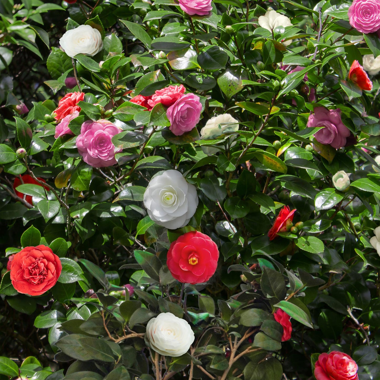 Heesters - Camelia japonica Tricolour - 3 Planten - Forestbloom