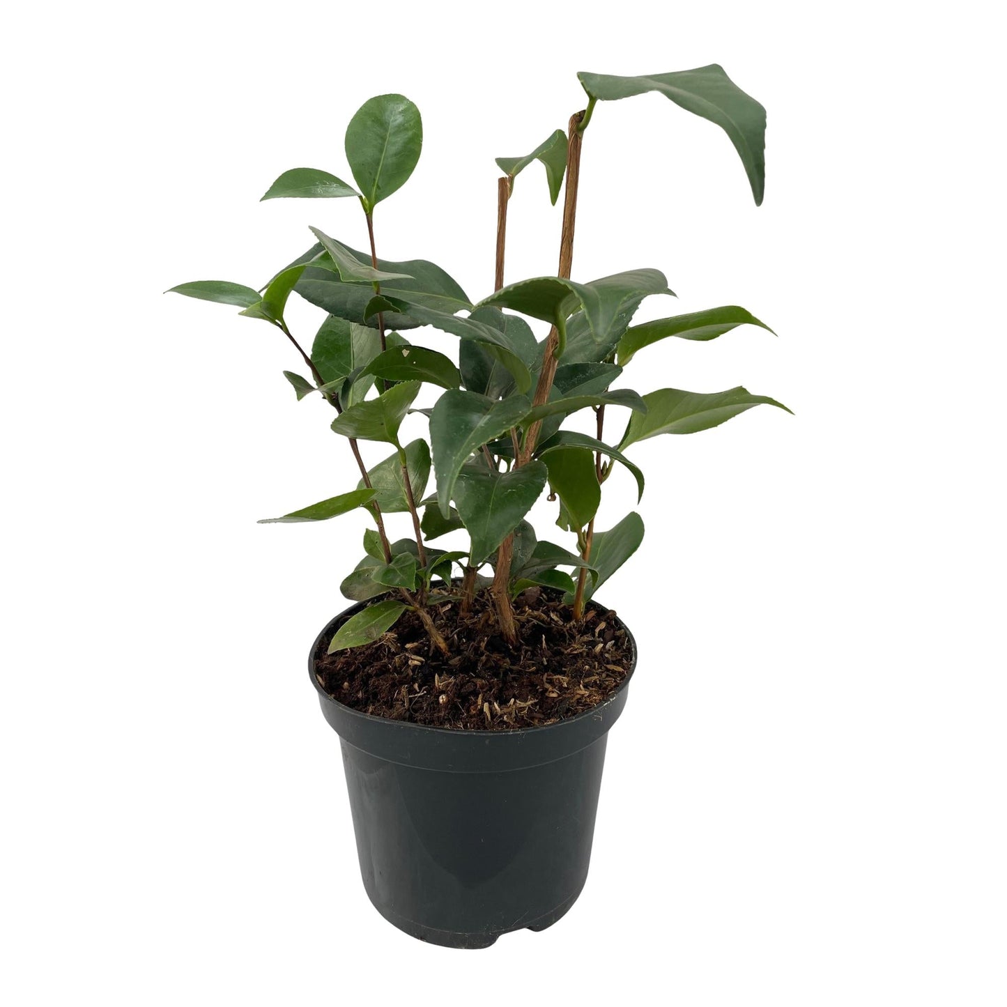 Heesters - Camelia japonica Tricolour - 3 Planten - Forestbloom