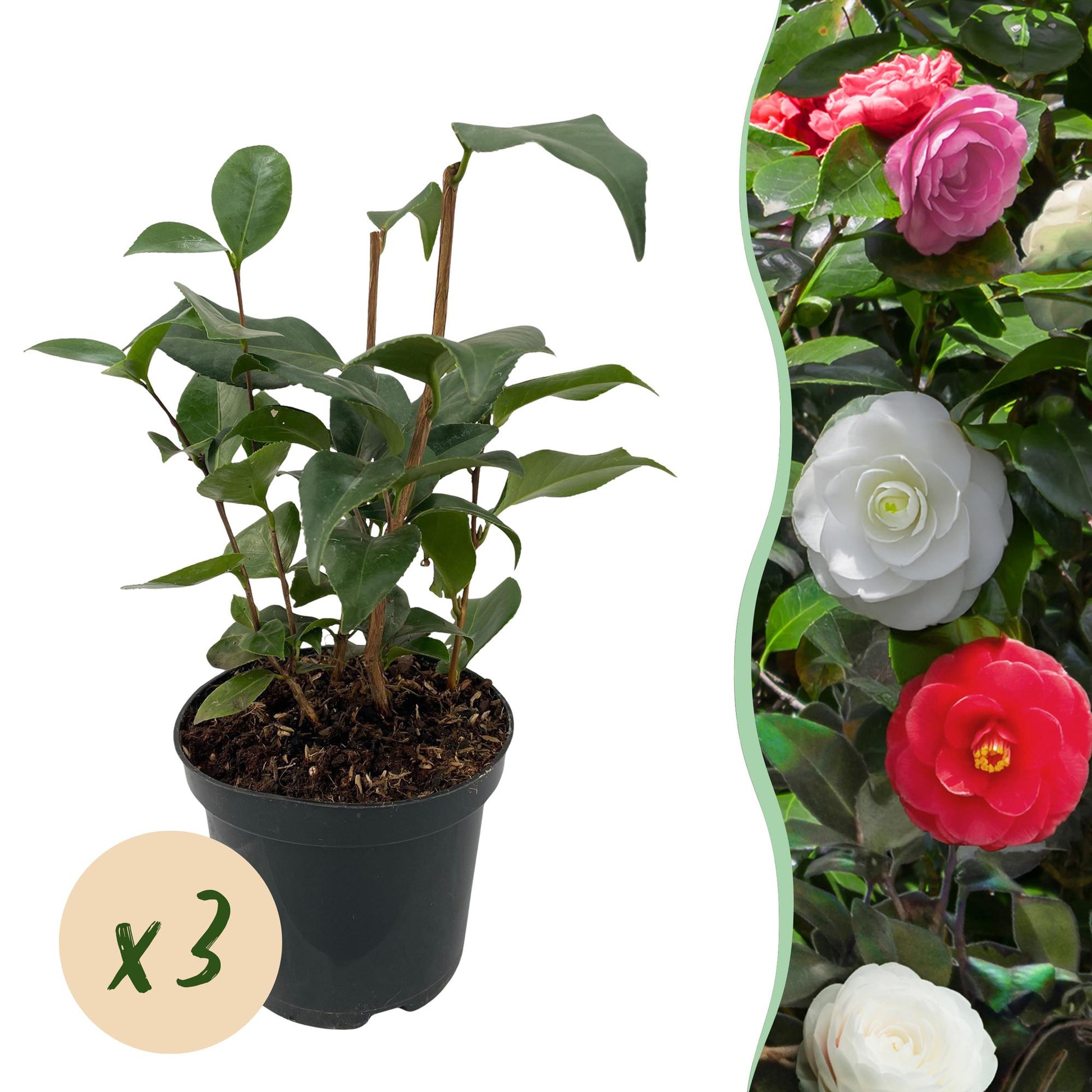Heesters - Camelia japonica Tricolour - 3 Planten - Forestbloom